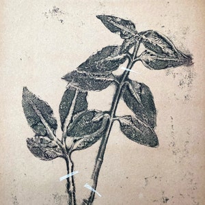 Herbier numero 22