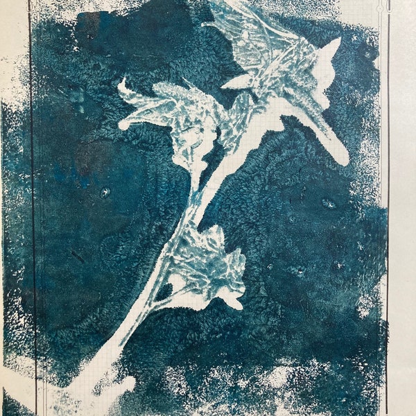 Herbier 4