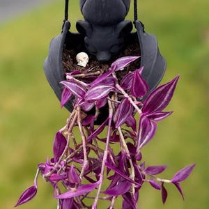 May include: A matte black hanging planter shaped like a bat with folded wings. The planter contains dark soil, a small white skull figurine, and a trailing Tradescantia zebrina plant with vibrant purple and silver striped leaves hanging downward.