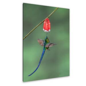 May include: A vibrant green hummingbird with a long, iridescent blue tail feathers hovering in mid-air while feeding from a cluster of bright orange, bell-shaped flowers hanging from a thin, slender brown branch against a soft green background.