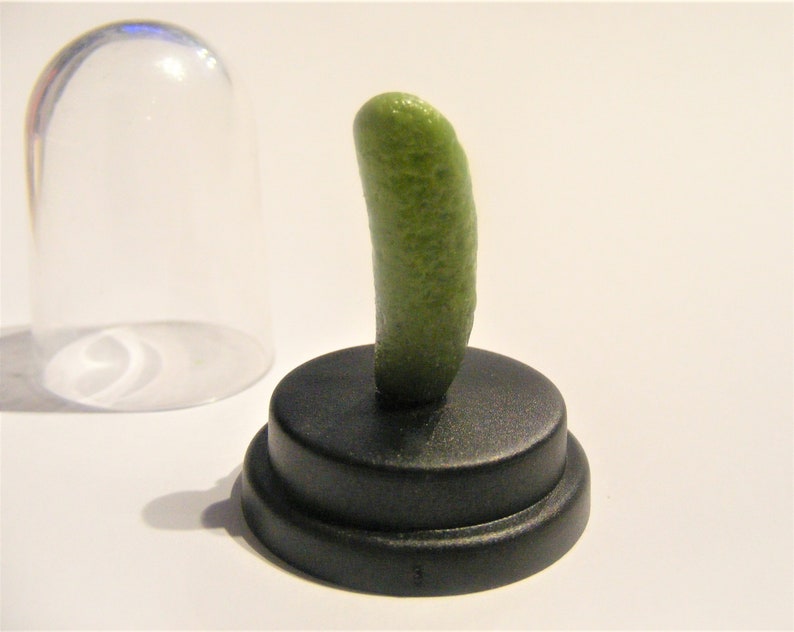 Dill Pickle Pet © Gherkin Pickle Pet © Pregnancy announcement Pickled gherkin novelty gift dashboard gift desk top gift Funny gift image 8