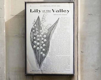 Plakat z motywem konwalii w stylu vintage | Botaniczny katalog nasion w stylu vintage | Dekoracja ścienna Cottagecore | Oprawione płótno