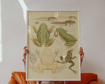 Vintage Frog Illustration Poster | Natural History Wall Art | Framed Print Decor