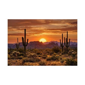 May include: A desert landscape at sunset featuring tall saguaro cacti in the foreground, scattered low-lying desert vegetation, and distant mountain silhouettes under a vibrant orange and golden sky with the sun positioned near the horizon.