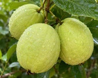 Taiwan Pearl Guava Tree Grafted Sweet Crisp Live Plant Tropical Fruit Starter Bare Root