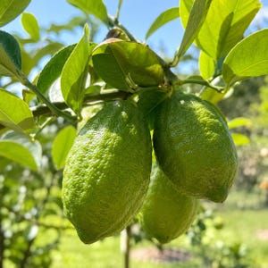 May include: Three green lemons hanging from a citrus tree branch, surrounded by vibrant green leaves. The lemons have a textured, bumpy rind and are illuminated by bright sunlight, showing their oval shape and pointed ends clearly.