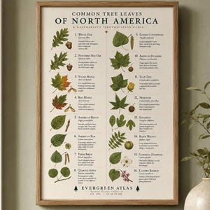 Common Tree Leaves of North America Matte Vertical Poster | Botanical Leaf Identification Chart