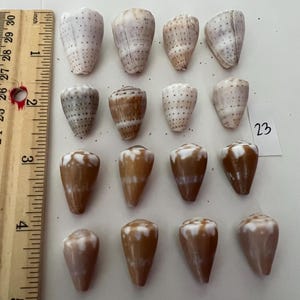 May include: A collection of sixteen cone shells arranged in four rows, featuring various brown, white, and tan patterns, displayed next to a wooden ruler showing measurements up to 4 inches. A small white paper tag with the number 23 is included.