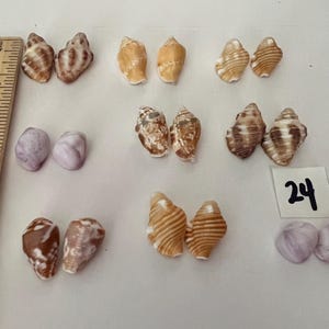 May include: A collection of small seashells arranged in pairs, including brown, tan, and light purple varieties. A wooden ruler is positioned on the left side, and a small white square with the handwritten number 24 is placed on the right.