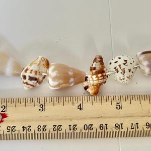 Puede incluir: Un collar con una variedad de conchas marinas naturales en tonos marrón, blanco y bronceado, ensartadas en un fino alambre plateado. Una regla de madera colocada debajo muestra que la disposición de las conchas mide unos 18 cm de largo.