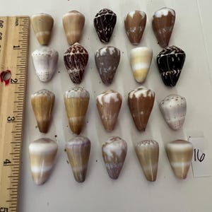 May include: A collection of twenty cone-shaped seashells arranged in four rows of five, featuring various brown, white, and black patterns. A wooden ruler is positioned on the left side, showing the shells range from approximately 0.5 to 1.5 inches.
