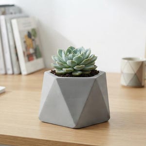 May include: A light grey geometric concrete planter with a faceted, multi-sided exterior design. The planter contains a single green succulent plant rooted in dark soil, filling the top opening of the container completely.