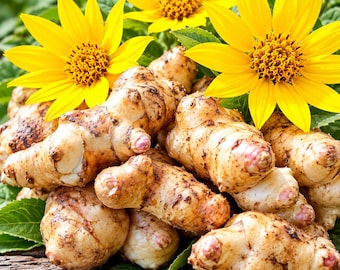 Könnte beinhalten: Ein Haufen roher, knolliger Topinambur mit hellbrauner Haut und zarten rosa Knoten, angeordnet unter zwei leuchtend gelben Sonnenblumen mit dunkler Mitte und grünen Blättern, auf einer dunklen, strukturierten Holzoberfläche.