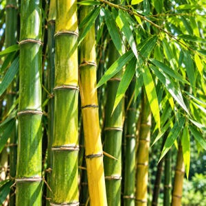 Può includere: Un denso gruppo di steli di bambù caratterizzato da un mix di segmenti verde brillante e giallo dorato. Gli steli sono cilindrici con distinti nodi orizzontali e lunghe foglie verdi sottili e appuntite si estendono dai rami superiori.