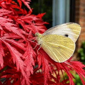 Puede incluir: Una mariposa blanca y amarillo pálido con una pequeña mancha negra en el ala descansa sobre las vibrantes hojas rojas profundamente dentadas de un arce japonés. Las delicadas antenas y las finas patas de la mariposa son visibles.