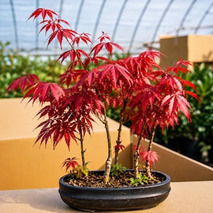 Op de afbeelding: Een Japanse esdoorn bonsai met levendige rode, handvormige bladeren die groeien uit meerdere dunne, lichtgekleurde houten stammen. De boom is geplant in een ondiepe, ovale zwarte keramische pot gevuld met donkere aarde en kleine steentjes.