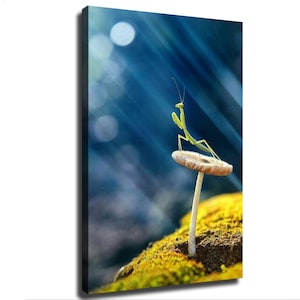 Leinwanddruck „Gottesanbeterin-Pilz“: Magische Wald-Bokeh-Naturfotografie