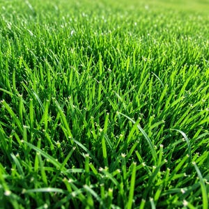 10 000 Emerald Zoysia gräsfrön, torka- och värmetåliga gräsmattfrön