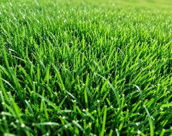 10,000 Emerald Zoysia Grass Seeds, Drought & Heat Tolerant Lawn Turf Seed