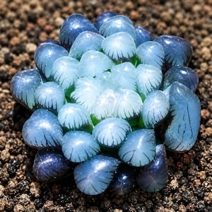 May include: A Haworthia cooperi succulent featuring a dense rosette of translucent, plump, blue-tinted leaves. Each leaf displays a glossy, water-filled appearance with visible dark green longitudinal veins radiating from the tips.