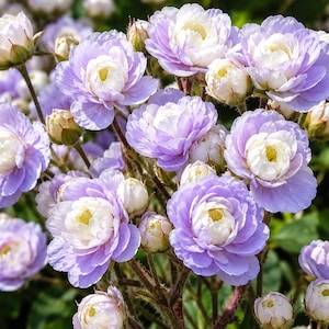 May include: A cluster of blooming flowers featuring layered petals in shades of soft lavender and white. The blossoms have a ruffled appearance with pale yellow centers, supported by thin green stems and interspersed with several unopened buds.