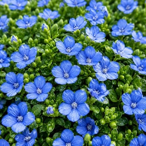 May include: A dense cluster of small, vibrant blue flowers with five rounded petals and white centers, interspersed among numerous tiny, bright green, oval-shaped leaves. The blossoms are evenly distributed across the frame, creating a lush, uniform carpet of blue and green foliage.