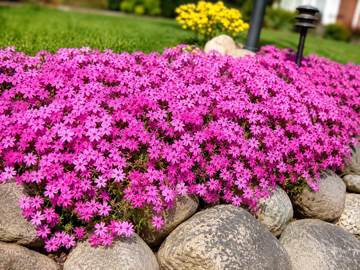 Phlox subulata seeds - Etsy 日本
