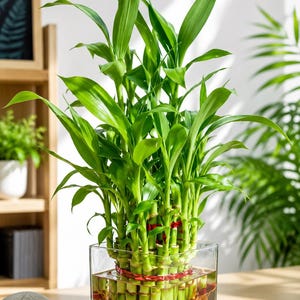 Op de afbeelding: Een geluksbamboeplant met meerdere groene stengels in een bundel, vastgezet met rode linten en ondergedompeld in water in een vierkante, doorzichtige glazen vaas. De plant heeft lange, puntige groene bladeren aan de bovenzijde.