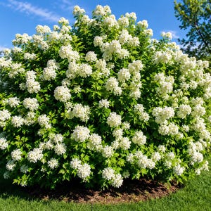 May include: A large, rounded hydrangea shrub featuring dense clusters of small, creamy white flowers and vibrant green serrated leaves. The plant is full and symmetrical, showcasing numerous blooming flower heads distributed across the foliage.