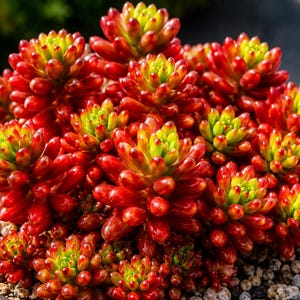 50 Mixed Lithops Seeds, Living Stones Succulent for Indoor Garden