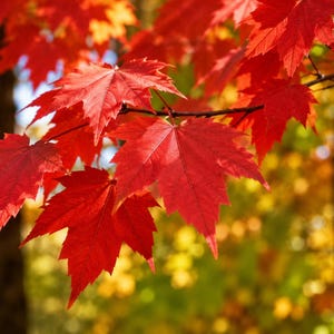 May include: A cluster of vibrant red maple leaves attached to a thin dark branch. The leaves display distinct pointed lobes and prominent veins, with sunlight filtering through the foliage to highlight the intense crimson and scarlet coloration.