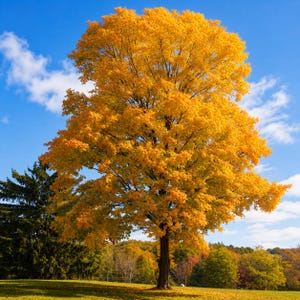 May include: A large deciduous tree with vibrant yellow and orange autumn foliage stands prominently in a grassy field under a bright blue sky with scattered white clouds, while a dark green evergreen tree is visible to the left side.