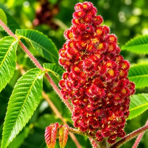 May include: A vibrant red staghorn sumac flower cluster with a dense, fuzzy texture and small yellow pollen grains, attached to a green stem with serrated, bright green leaves that have visible fine hairs along the reddish-tinted stalks.
