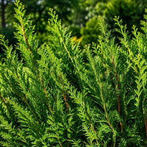 Western Red Cedar Tree Thuja plicata Bare Root Live Starter