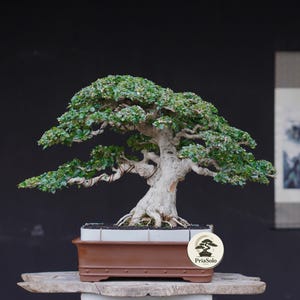 May include: A bonsai tree with a thick, textured light gray trunk and dense green foliage, planted in a rectangular brown ceramic pot. A small circular logo with the text PriaSolo is attached to the front of the pot, which sits on a wooden base.