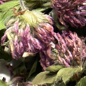 Dried Red Clover Flower Blooms Herbs Altar Incense Spell Wiccan Whole Herbalism