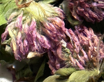 Dried Red Clover Flower Blooms Herbs Altar Incense Spell Wiccan Whole Herbalism