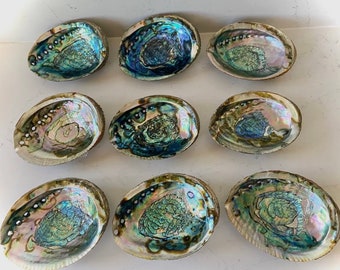 Abalone Muschel perfekt zum Räuchern und Salbei Verräuchern oder für Altar Schüssel