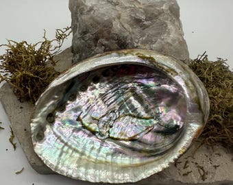 Abalone Shell - Medium perfect for smudging and sage burning or for Altar bowl