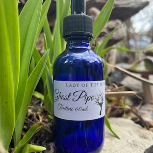 Ghost Pipe Tincture, Monotropa Uniflora, Indian Pipe **limted quality**