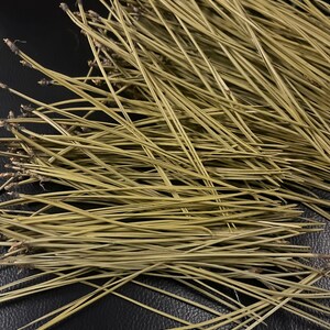 Puede incluir: Primer plano de un mont&oacute;n de agujas de pino largas, delgadas y de color verde claro.