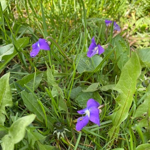 Wild Violet Flowers|Dried Flowers|Spring Time|Syrup|Tea|Gifting