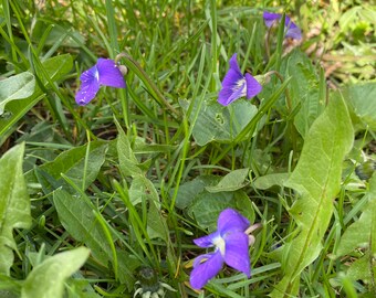 Wild Violet Flowers|Dried Flowers|Spring Time|Syrup|Tea|Gifting