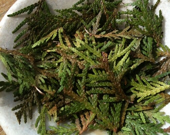 CEDAR TIPS Canadian - harvested and air dried,  medicine, incense, smudge, potpourri and craft work