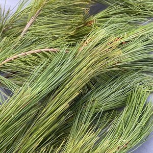 EASTERN WHITE PINE Canadian - Harvested |  Air Dried | Incense | Potpourri | Candle | Evergreen | Tea | Syrup | Gifting
