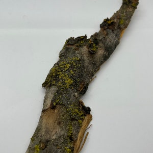 Écorce de bois de pommier - récoltée et séchée à l&#39;air prête pour l&#39;encens, le maculage, le pot-pourri et l&#39;artisanat