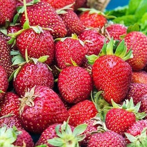 May include: A collection of fresh, ripe strawberries with vibrant red skin and small yellow seeds. Each strawberry features a green leafy stem at the top. The fruits are clustered together, displaying various sizes and shapes with a glossy texture.