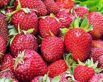 Albion Strawberry Plants – Day Neutral, Large Fruit, Bare-Root (25 Plants)