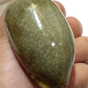 Op de afbeelding: Een ovaalvormige zeeschelp met een glad, glanzend oppervlak. De schelp heeft een gevlekt patroon in olijfgroene en bruine tinten, met een duidelijke lengteribbel in het midden en een kleine opening zichtbaar aan de onderkant.
