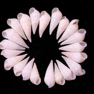 May include: A collection of nineteen smooth, white, conical sea shells arranged in a circular pattern. Each shell features a tapered, pointed end and a rounded, open aperture at the base, displaying a glossy, uniform surface texture throughout.